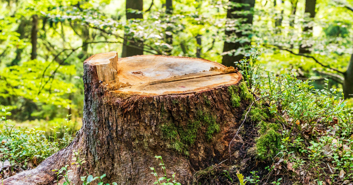 does stump grinding remove tree roots
