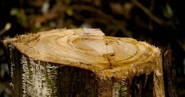 does stump grinding remove tree roots