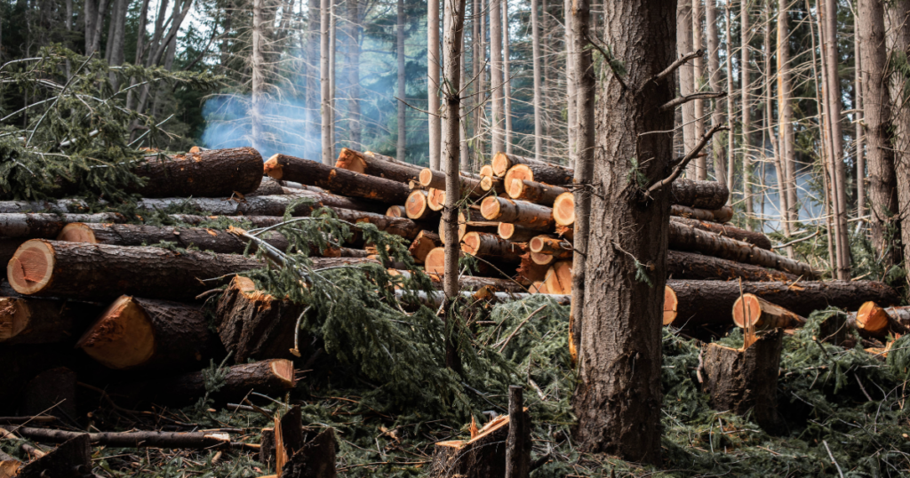 Can Tree Removal Be Covered by Insurance?