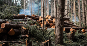 can tree removal be covered by insurance